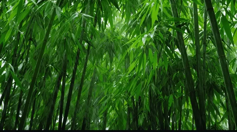 韩国电影 竹林听雨 高清海报